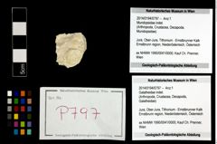 Foto (Objekt + Etikett) von Mundopsidae indet.  (NHMW-GEO-2014-0194-0797)